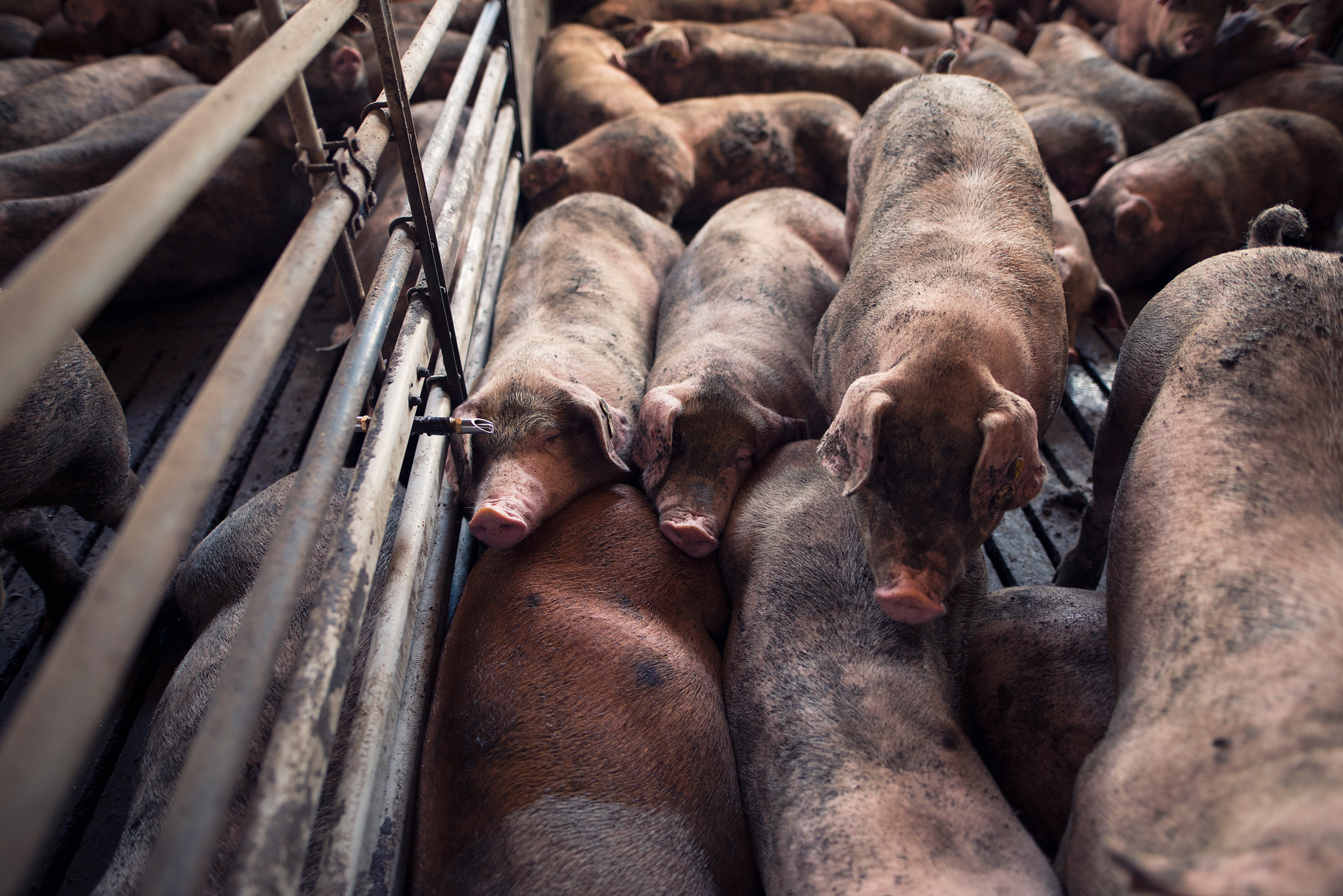 group-pigs-sleeping-pig-farm.jpg