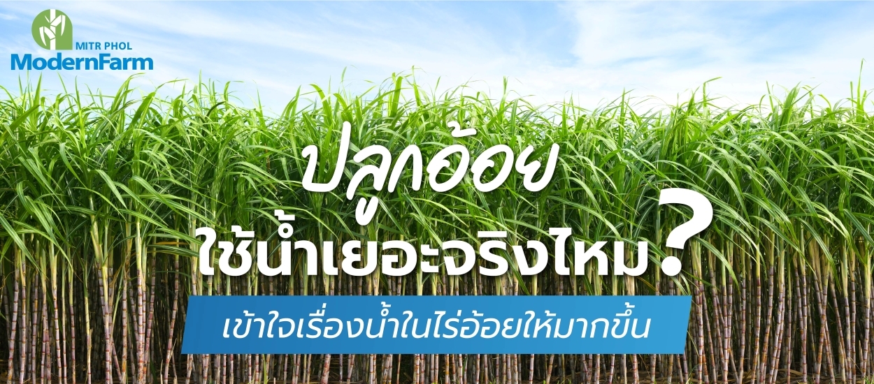 ปลูกอ้อยใช้น้ำเยอะจริงไหม? เข้าใจเรื่องน้ำในไร่อ้อยให้มากขึ้น