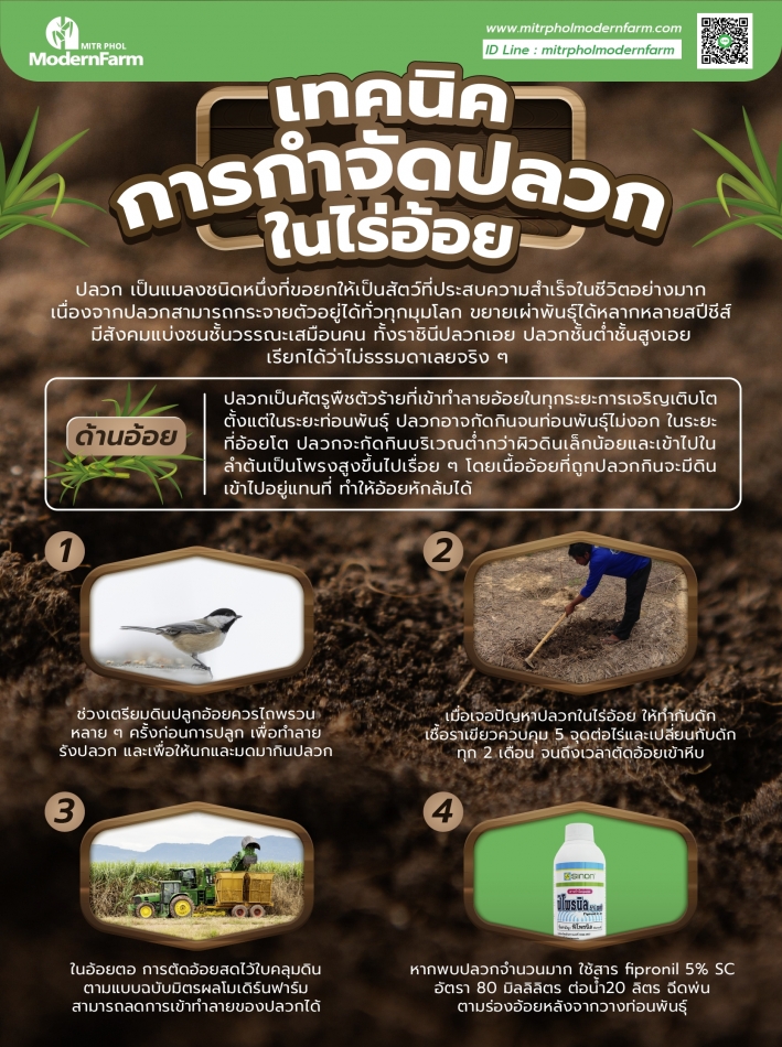 เทคนิคกำจัดปลวกในไร่อ้อย-01.png