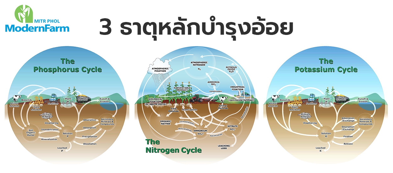 มารู้จัก 3 ธาตุหลักบำรุงอ้อย กันดีกว่า