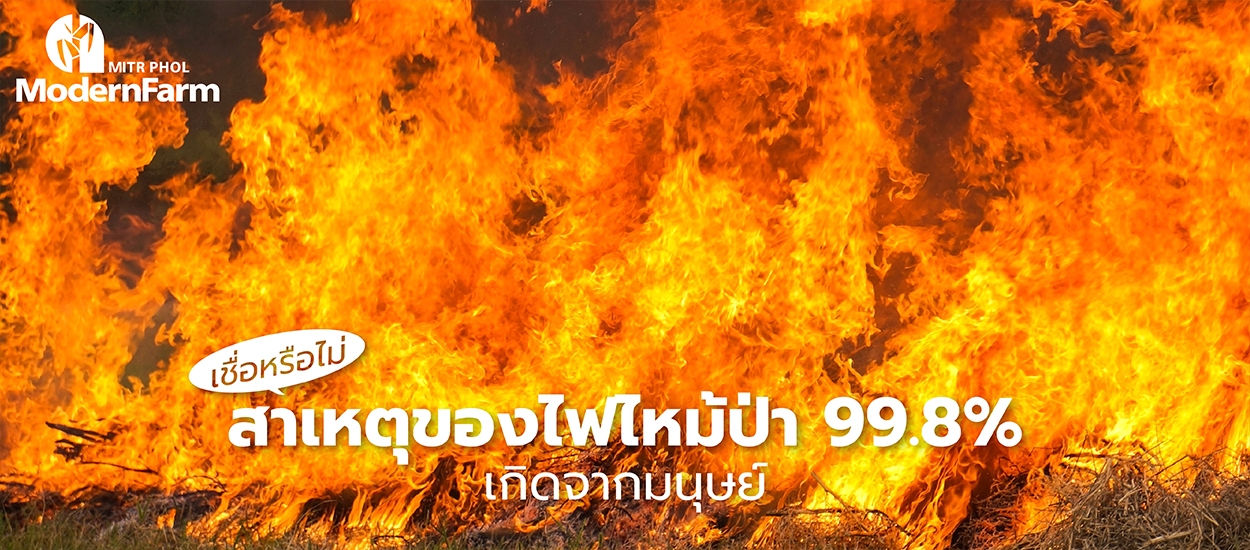 เชื่อหรือไม่ สาเหตุของไฟไหม้ป่า 99.8% เกิดจากมนุษย์