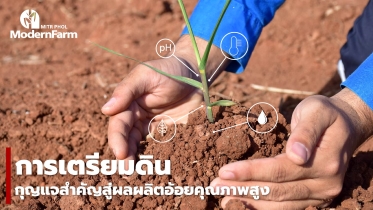 การเตรียมดิน กุญแจสำคัญสู่ผลผลิตอ้อยคุณภาพสูง