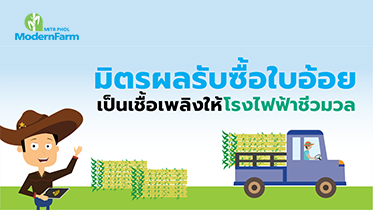 มิตรผลรับซื้อใบอ้อย เป็นเชื้อเพลิงให้โรงไฟฟ้าชีวมวล