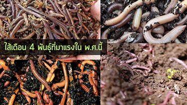 Hello Worm ไส้เดือน 4 พันธุ์ที่มาแรงใน พ.ศ.นี้