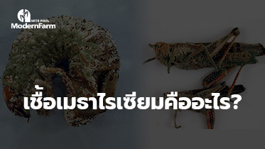 เชื้อเมธาไรเซียมคืออะไร?