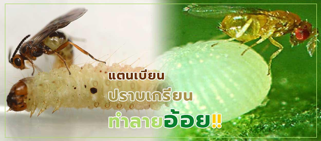 แตนเบียนปราบเกรียนทำลายอ้อย