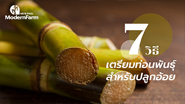 7 วิธีเตรียมท่อนพันธุ์สำหรับปลูกอ้อย