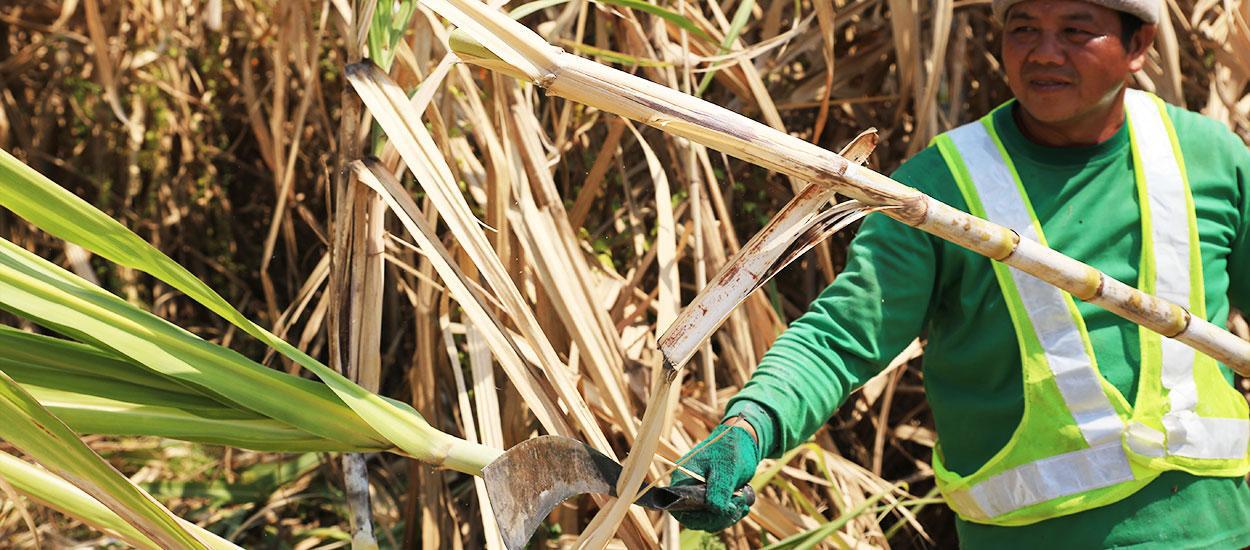 GREEN HARVESTING