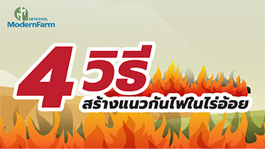 4 วิธีสร้างแนวกันไฟในไร่อ้อย