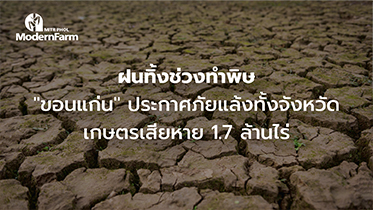 ขอนแก่น ประกาศภัยแล้งยกจังหวัด การเกษตรเสียหาย 1.7 ล้านไร่