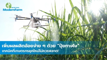 เพิ่มผลผลิตอ้อยง่าย ๆ ด้วย “ปุ๋ยทางใบ” เทคนิคที่เกษตรกรยุคใหม่ไม่ควรพลาด!