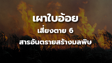 เผาใบอ้อย เสี่ยงตาย 6 สารอันตรายสร้างมลพิษ