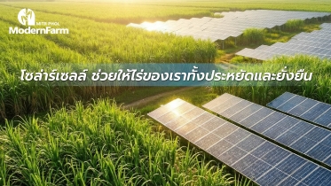 โซล่าร์เซลล์ ช่วยให้ไร่ของเราทั้งประหยัดและยั่งยืน
