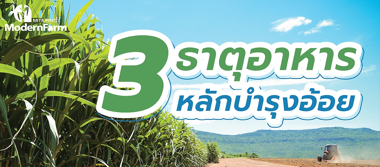 3 ธาตุอาหารหลักบำรุงอ้อย