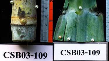 CSB03-109 อ้อยพันธุ์ฮิตปลูกง่ายในดินทราย