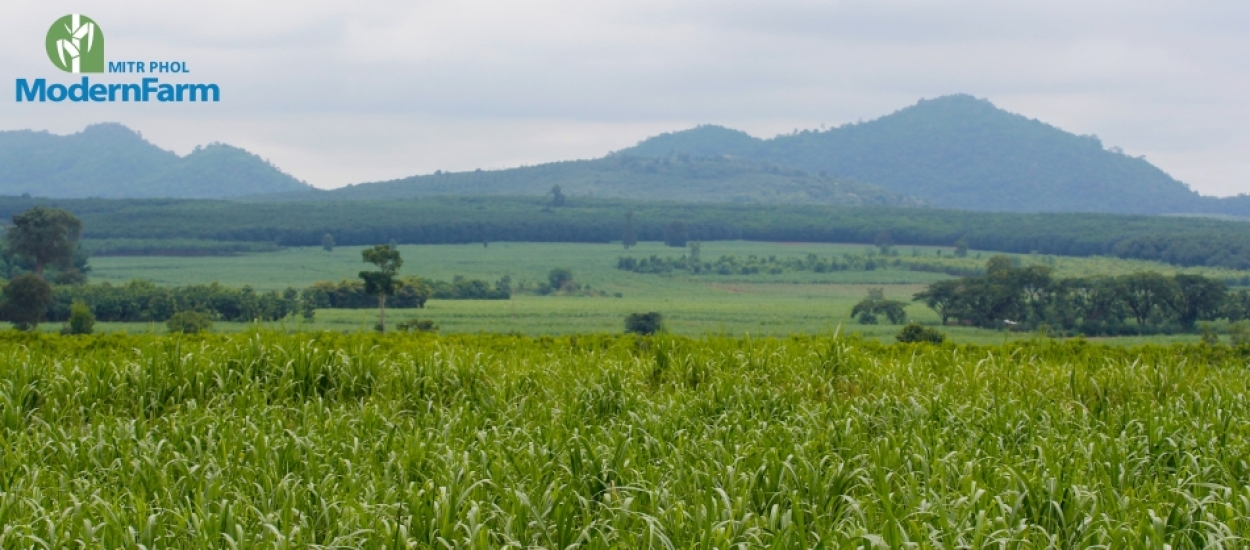 ผลการช่วยเหลือชาวไร่อ้อย ตัดสดแทนการเผา ปี 63-64 ลดฝุ่น PM 2.5 ได้