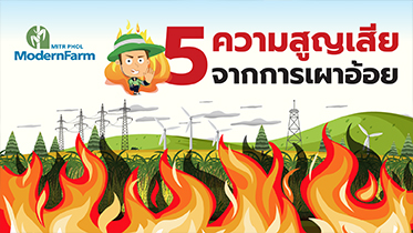 5 ความสูญเสียจากการเผาอ้อย