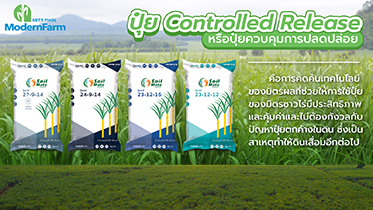 ปุ๋ย Controlled Release หรือปุ๋ยควบคุมการปลดปล่อย ดีกว่าอย่างไร