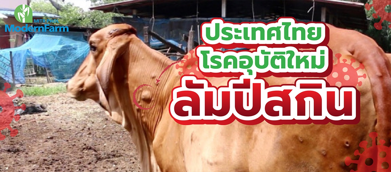 รู้จัก “โรคลัมปี สกิน” ระบาดในวัว คนกินเนื้อได้รับอันตรายหรือไม่?