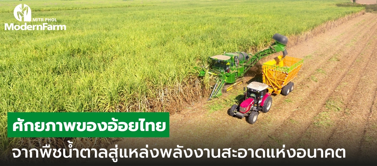 ศักยภาพของอ้อยไทย จากพืชน้ำตาลสู่แหล่งพลังงานสะอาดแห่งอนาคต