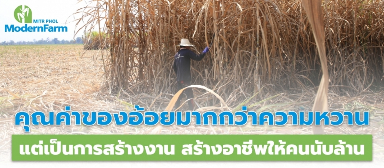 คุณค่าของอ้อยมากกว่าความหวาน แต่เป็นการสร้างงาน สร้างอาชีพให้คนนับล้าน