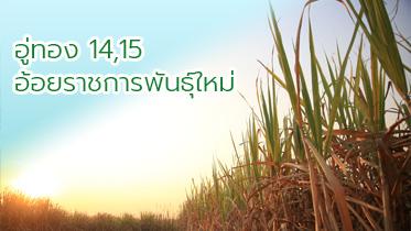 อู่ทอง 14,15 อ้อยราชการพันธุ์ใหม่