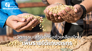 นวัตกรรมเสริมแกร่งถั่วเหลืองไทย เพิ่มรายได้เกษตรกร