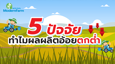 5 ปัจจัยหลัก ทำไมผลผลิตอ้อยถึงตกต่ำ