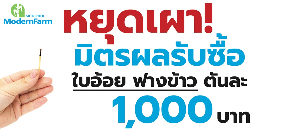 หยุดเผา!!! ใบอ้อยมีค่า มิตรผลรับซื้อใบอ้อย ฟางข้าว ตันละ 1,000 บาท