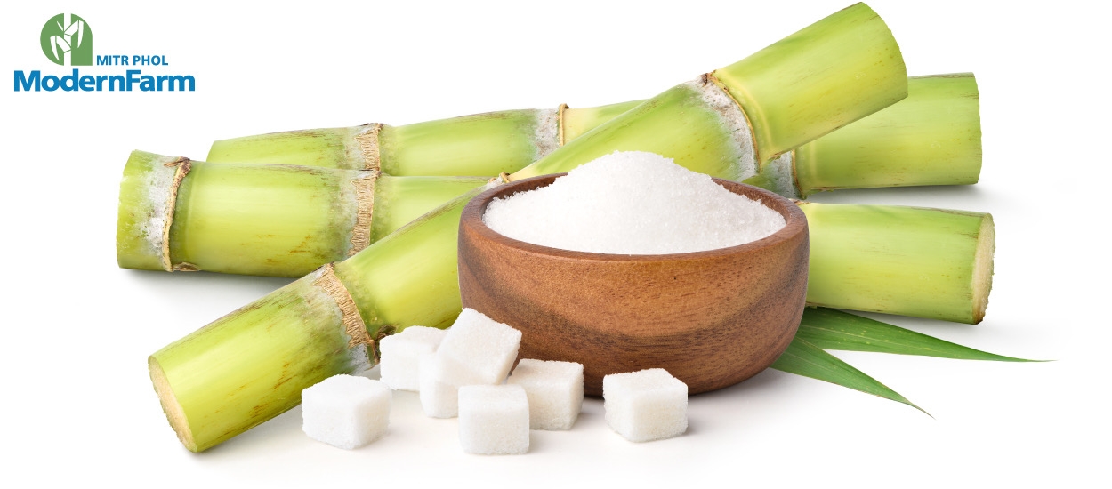 ชาวไร่มีเฮ ราคาน้ำตาลและเอทานอลสูงขึ้น คาดว่าค่าอ้อยจะเพิ่มขึ้น 60-70%