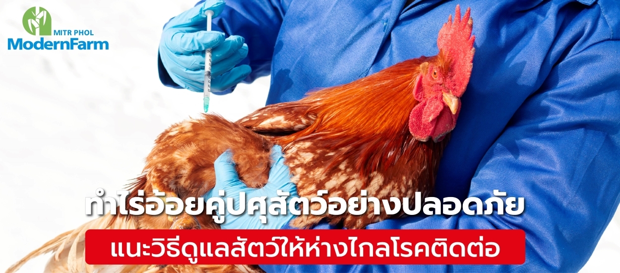 ทำไร่อ้อยคู่ปศุสัตว์อย่างปลอดภัย แนะวิธีดูแลสัตว์ให้ห่างไกลโรคติดต่อ