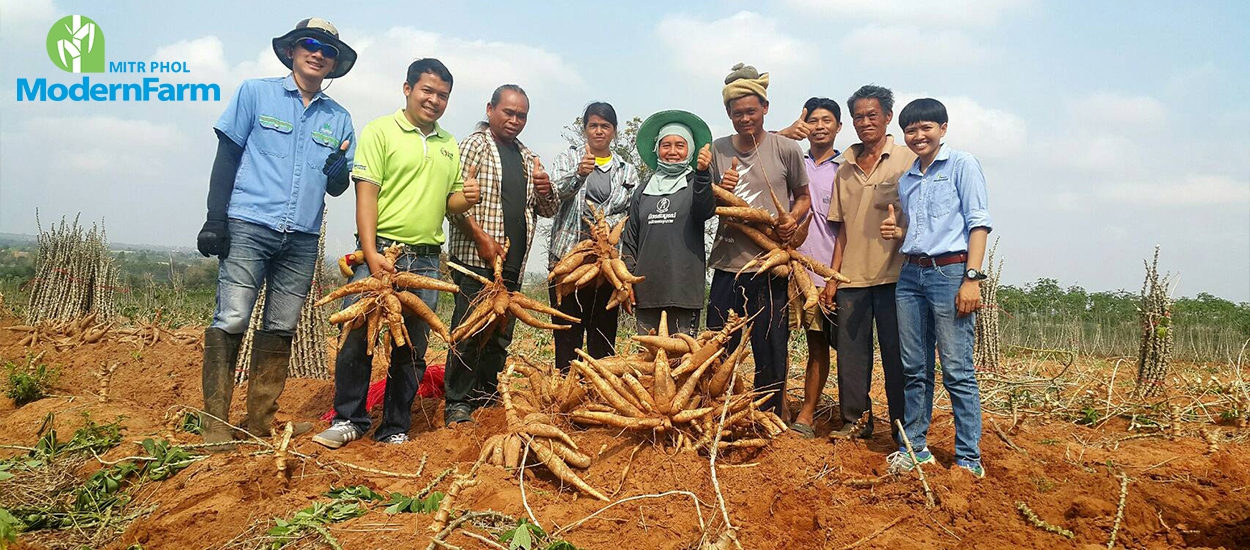 ทำไร่มันแบบมิตรผลโมเดิร์นฟาร์ม