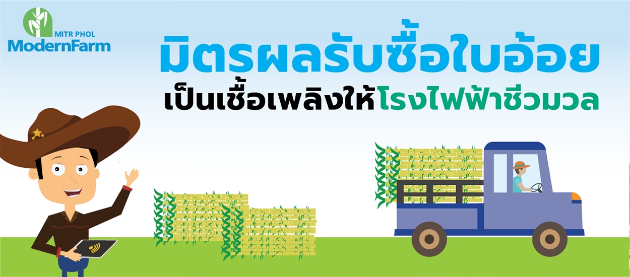 มิตรผลรับซื้อใบอ้อย เป็นเชื้อเพลิงให้โรงไฟฟ้าชีวมวล