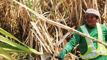 GREEN HARVESTING