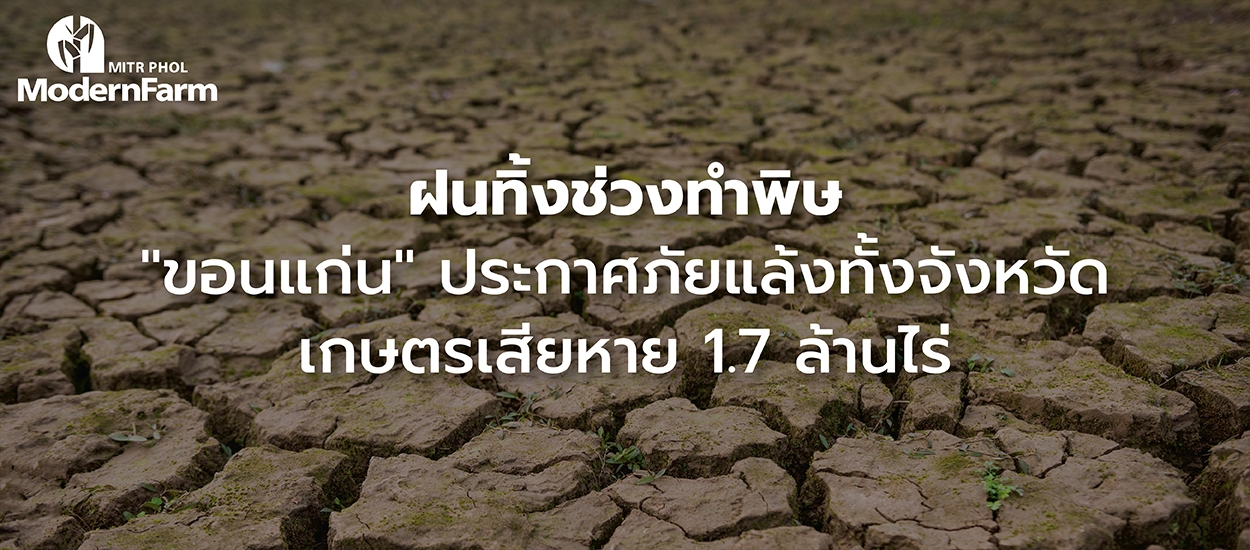 ขอนแก่น ประกาศภัยแล้งยกจังหวัด การเกษตรเสียหาย 1.7 ล้านไร่