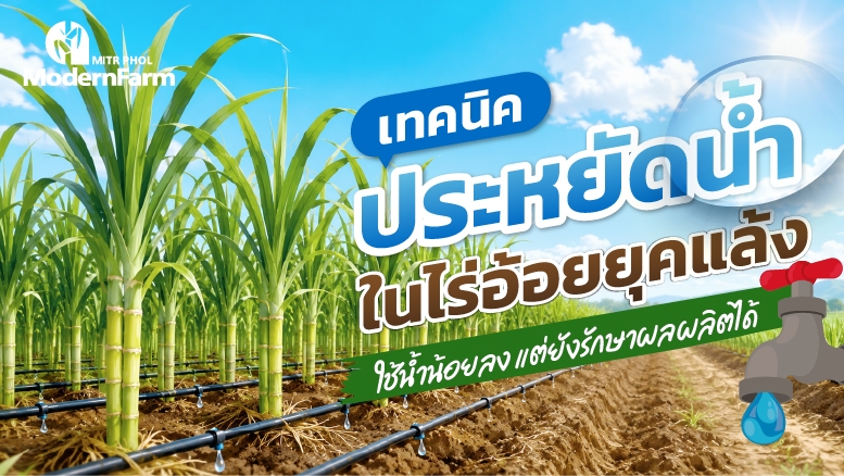 เทคนิคประหยัดน้ำ ในไร่อ้อยยุคแล้ง