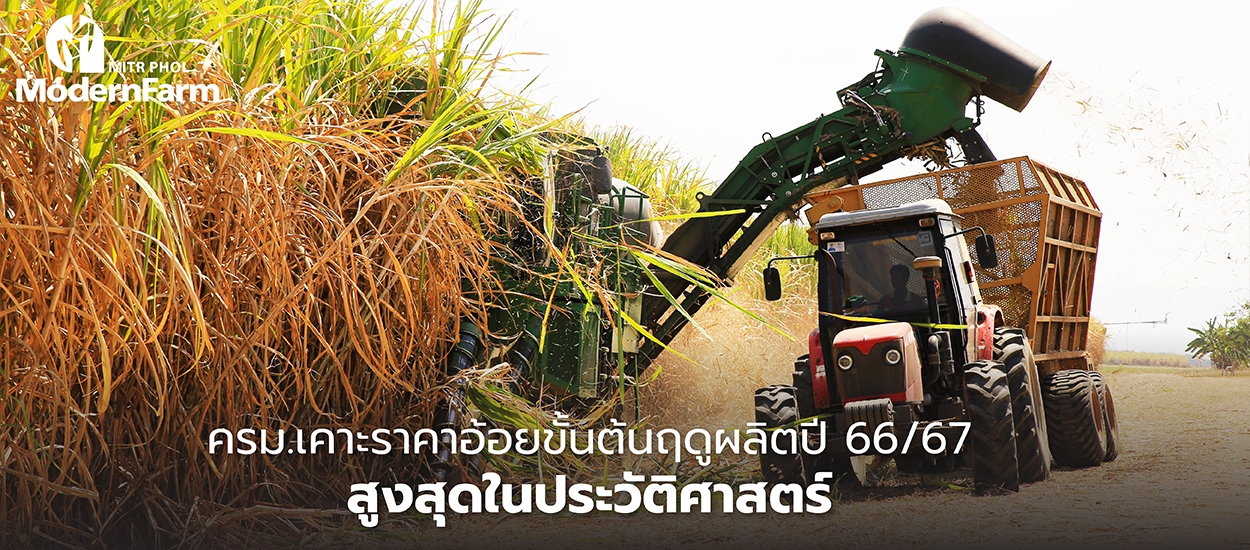 ครม.เคาะราคาอ้อยขั้นต้นฤดูผลิตปี 66/67 สูงสุดในประวัติศาสตร์