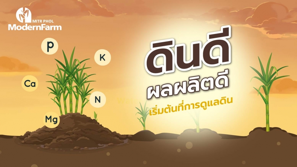 ดินดี ผลผลิตดีเริ่มต้นที่การดูแลดิน