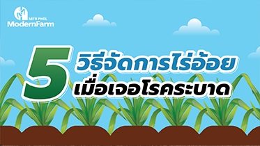 5 วิธีจัดการไร่อ้อย เมื่อเจอโรคระบาด