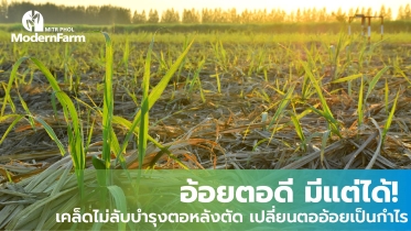 อ้อยตอดี มีแต่ได้! เคล็ดไม่ลับบำรุงตอหลังตัด เปลี่ยนตออ้อยเป็นกำไร
