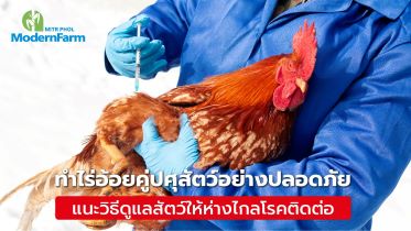 ทำไร่อ้อยคู่ปศุสัตว์อย่างปลอดภัย แนะวิธีดูแลสัตว์ให้ห่างไกลโรคติดต่อ