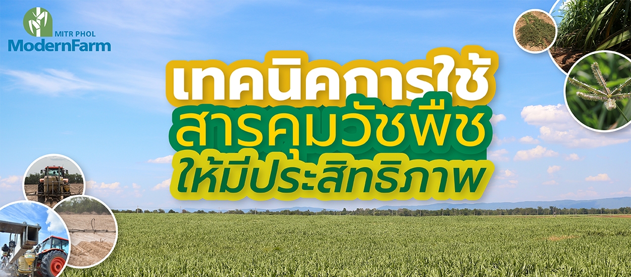 เทคนิคการใช้สารคุมวัชพืชให้มีประสิทธิภาพ