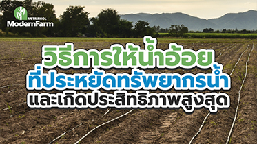 วิธีการให้น้ำอ้อยที่ประหยัดทรัพยากรน้ำและเกิดประสิทธิภาพสูงสุด