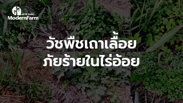 วัชพืชเถาเลื้อย ภัยร้ายในไร่อ้อย