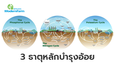 มารู้จัก 3 ธาตุหลักบำรุงอ้อย กันดีกว่า