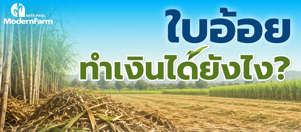 ใบอ้อยทำเงินได้ยังไง?