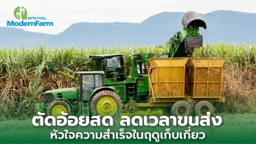 ตัดอ้อยสด ลดเวลาขนส่ง หัวใจของความสำเร็จในฤดูเก็บเกี่ยว