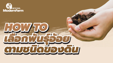 How to เลือกพันธุ์อ้อยตามชนิดของดิน