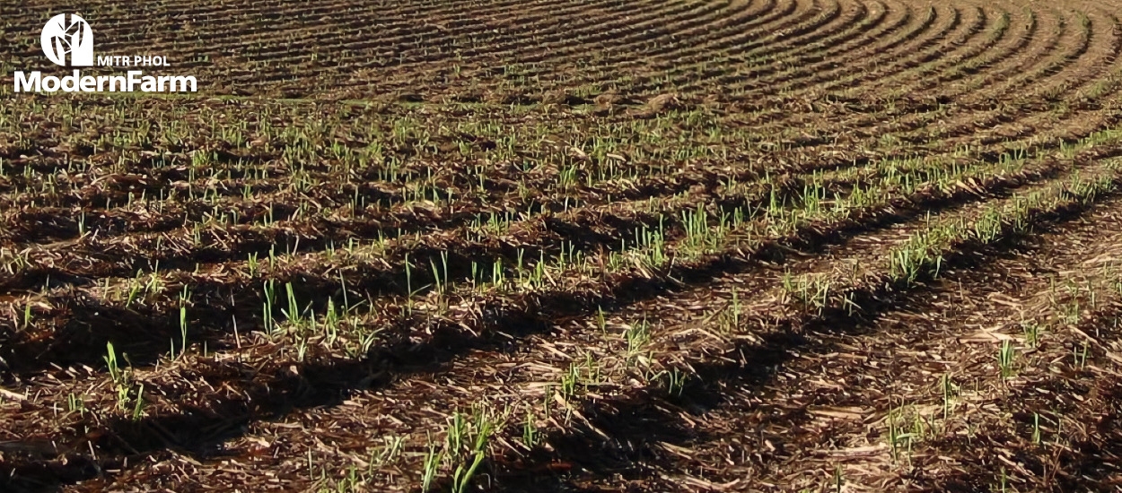 Soil health การจัดการดินและธาตุอาหาร ปัจจัยสำคัญช่วยเพิ่มผลผลิตอ้อยออสเตรเลีย