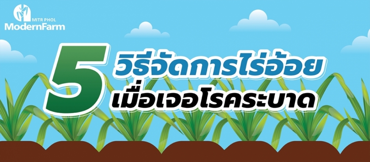 5 วิธีจัดการไร่อ้อย เมื่อเจอโรคระบาด